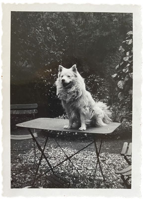 Ein weißer Spitz sitzt auf einem Frisiertisch