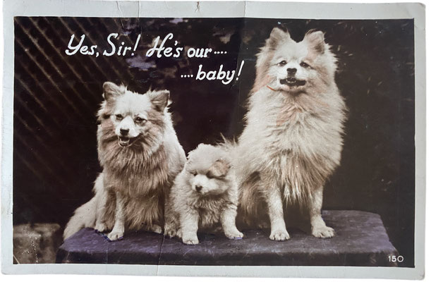 Spitz family on a British postcard from 1930