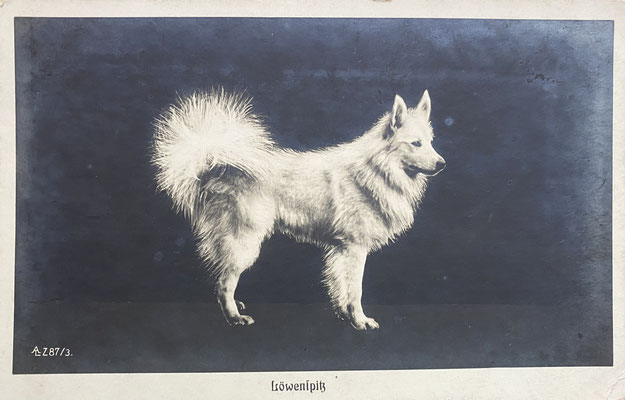 Postkarte mit weißem Großspitz (Löwenspitz), herausgegeben von Caesar & Minka Hundehandel, so um die Jahrhundertwende