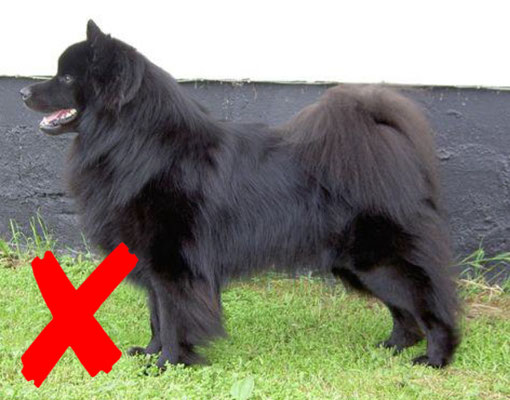 Picture 47: As with Pic 46, the hindquarters look as if the Swedish Lapphund had forgotten them behind him.