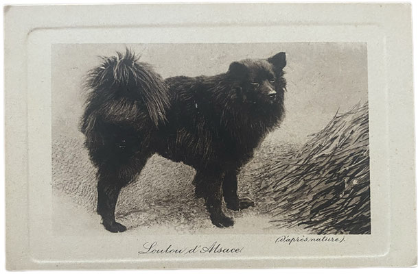 Loulou d'Alsace: Alte Postkarte mit braunem oder schwarzem Spitz