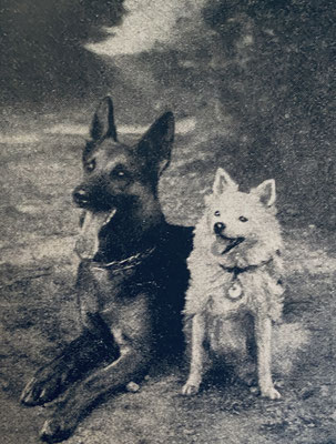 German Shepherd Dog and German Spitz: a fine friendship
