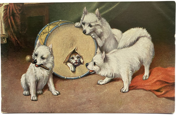 Postcard from 1917: Three German Spitz and the cat in the drum