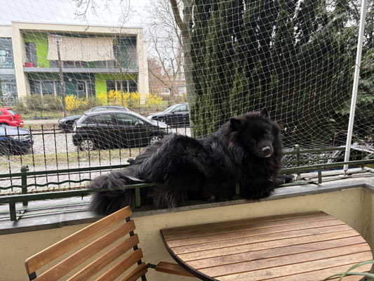 Perserkatze oder Spitz?