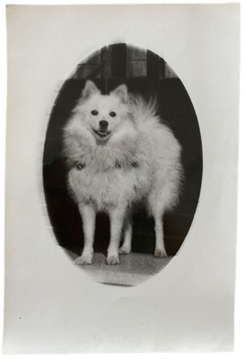 Pomeranian "Dolly" auf einem sehr alten Foto