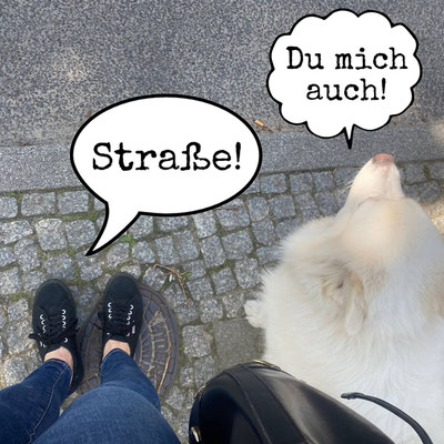 2. Nun übt der Mensch mit dem noch angeleinten Hund das Bordsteintraining.