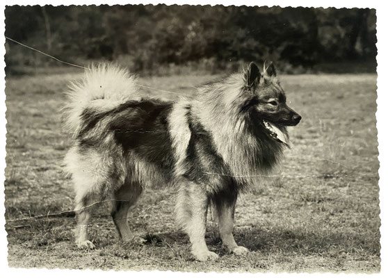 The most beautiful Wolfspitz dog. Pic from the 50s
