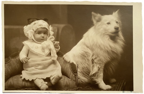 Baby and white Giant Spitz