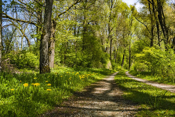 Wald im Sauerland