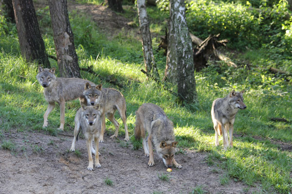 © Wildpark-MV