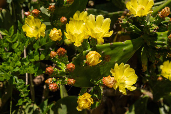 Gartenkakteen