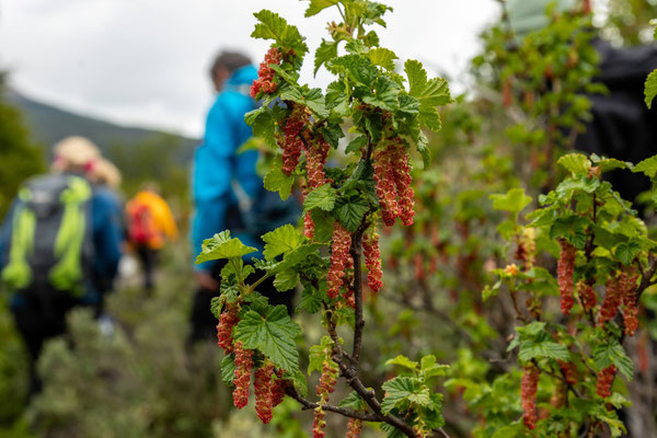 Wilde Johannisbeeren blüchen
