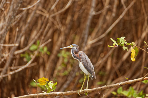 Tricolored Heron