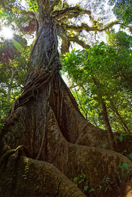 Kapokbaum