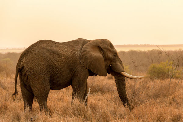 Elefant in Hlane - Swaziland