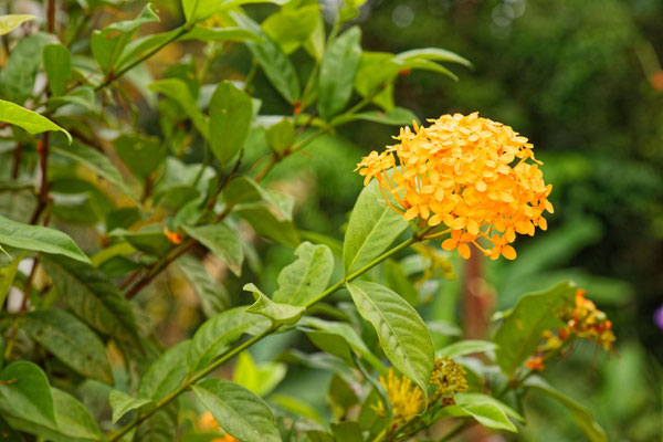 Ixora