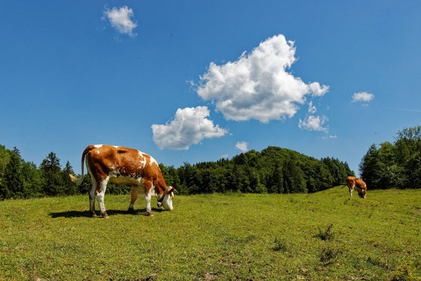 Landschaft mit Wolken und Kühen