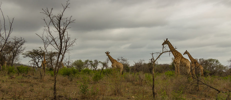 auf der Pirsch zu den Giraffen