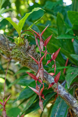 Gongora maculata