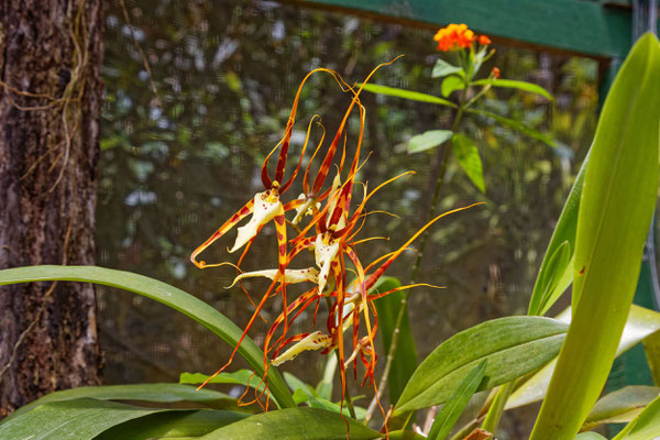 Brassia