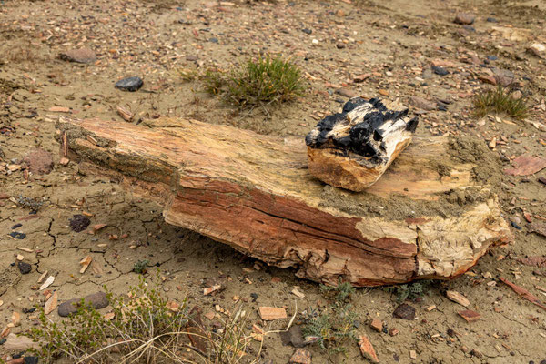 selbst verkohltes Holz wurde original versteinert