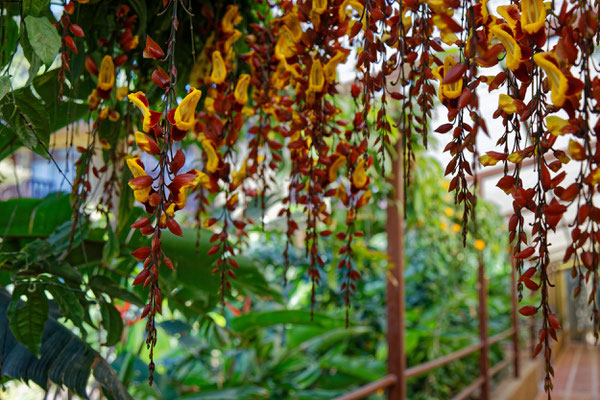 Thunbergia mysorensis - Himmelsblume