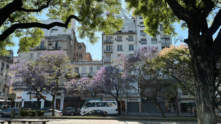 Jakaranda in voller Blüte in Buenos Aires