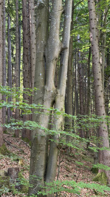 Ein Familienbaum :)