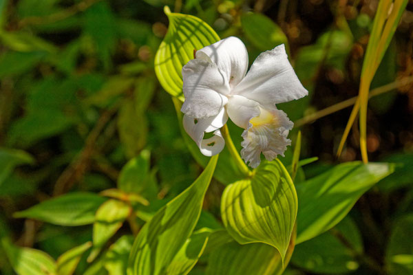 Sobralia