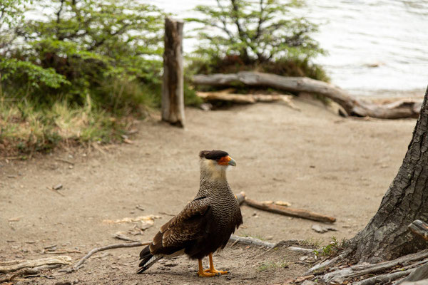 Ein Caracara