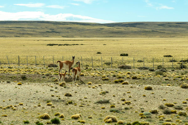 Wilde Guanacos am Straßenrand - eine kleine Familie