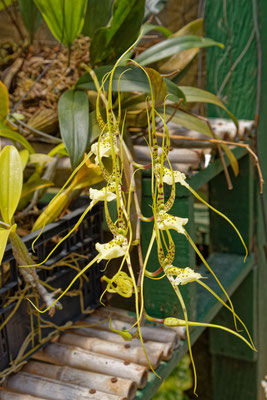 Brassia