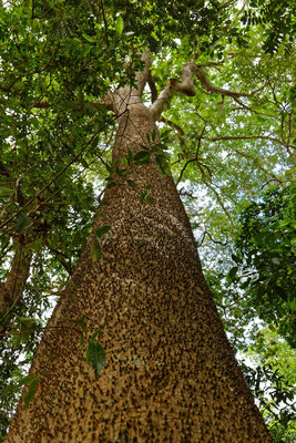 Sandbüchsenbaum