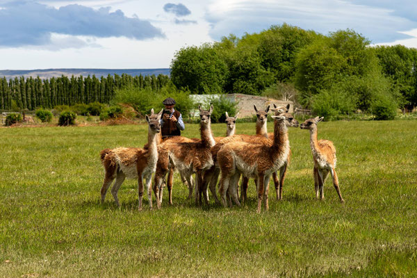 Die Guanaco-Kinder