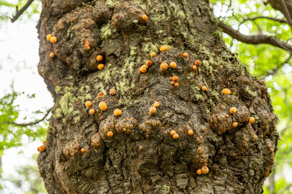 Es handelt sich um eine Gattung der Pilze Ascomycota, die sich ausschließlich in Verbindung mit einer Baumgattung, den Nothofagus, entwickelt hat.