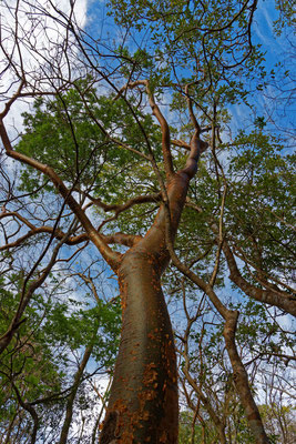 Weißgummibaum, Bursera