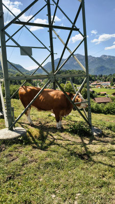 Hochspannungs-Kuh