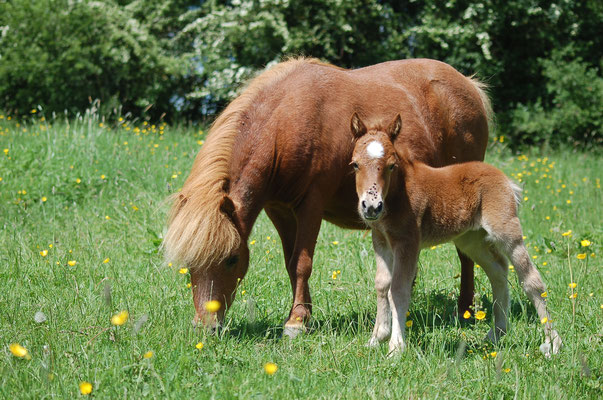 Génépi Des Sets, quelques jours, avec sa maman