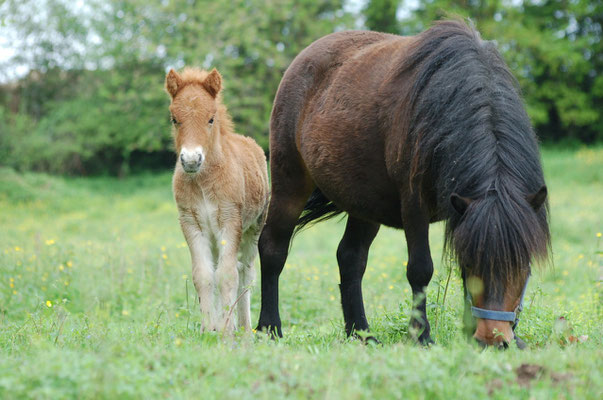 10 mai 2013, 11 jours. Avec sa maman V'La Tipa