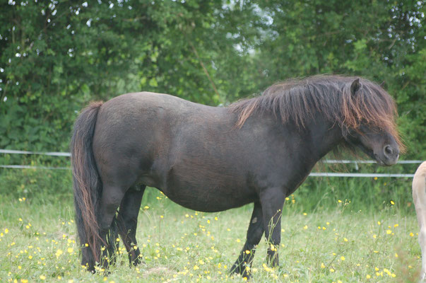 Weelde DV Stal Juventa, née en 2005