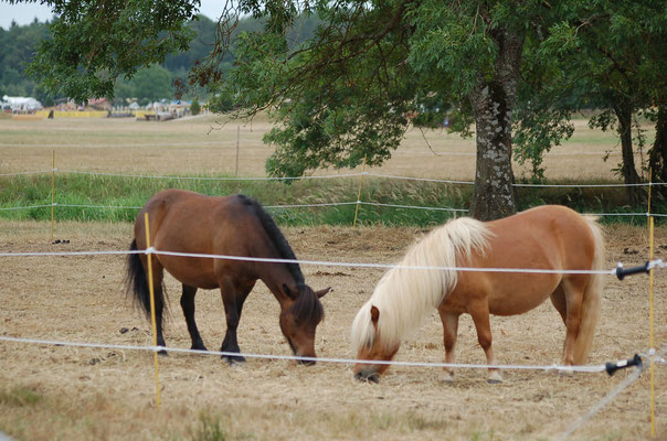 Les ponettes aux Championnats 2015