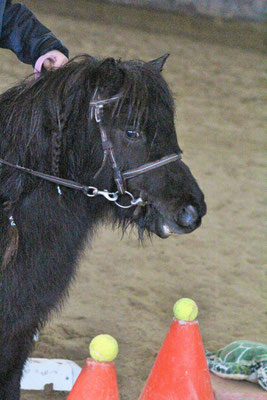 Janvier 2017, 4 ans. 1er EquiFun