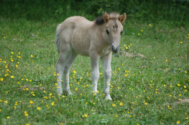 Freesia Des Sets, 4 jours