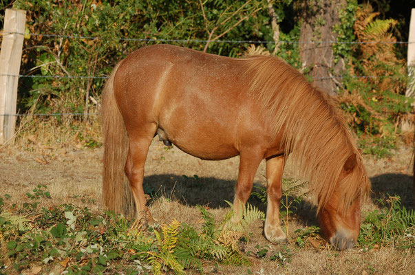 Génépi, sept 2018 - 2 ans