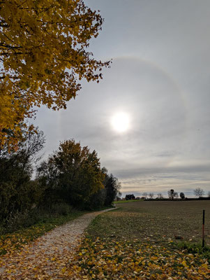 Geniales Sonnenhalo beim Herbstspaziergang, 19.10.2025