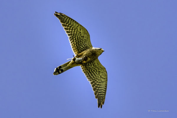 Turmfalke mit Beute
