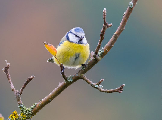 Blaumeise