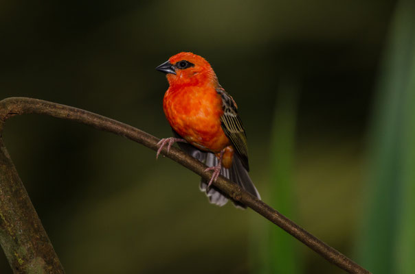 Webervogel