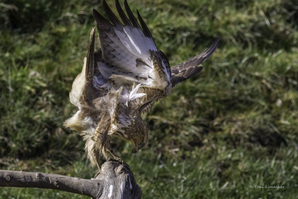 Mäusebussard