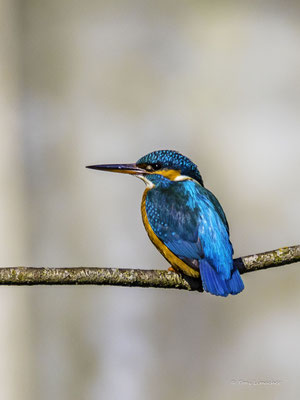 Eisvogel